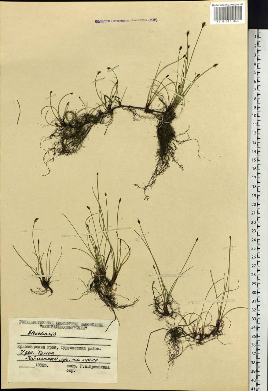 Eleocharis, Siberia, Central Siberia (S3) (Russia)