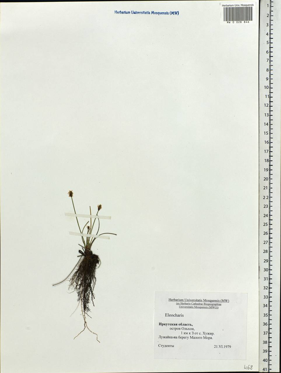 Eleocharis, Siberia, Baikal & Transbaikal region (S4) (Russia)