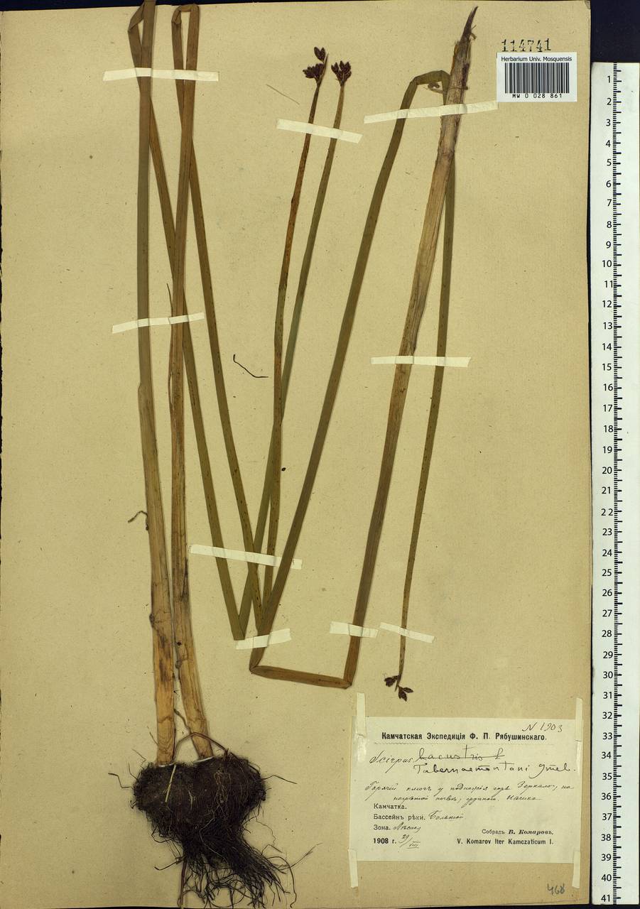 Schoenoplectus tabernaemontani (C.C.Gmel.) Palla, Siberia, Chukotka & Kamchatka (S7) (Russia)