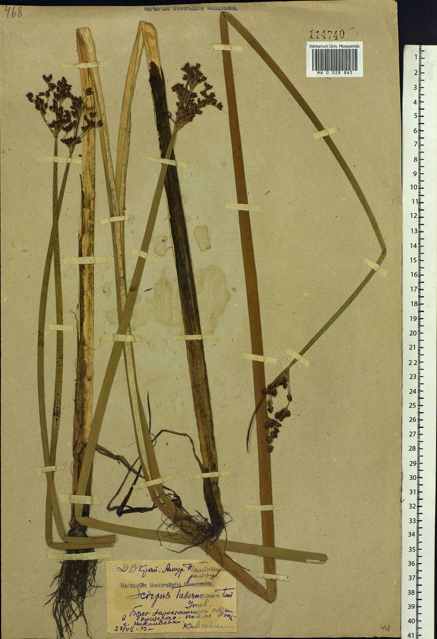 Schoenoplectus tabernaemontani (C.C.Gmel.) Palla, Siberia, Russian Far East (S6) (Russia)