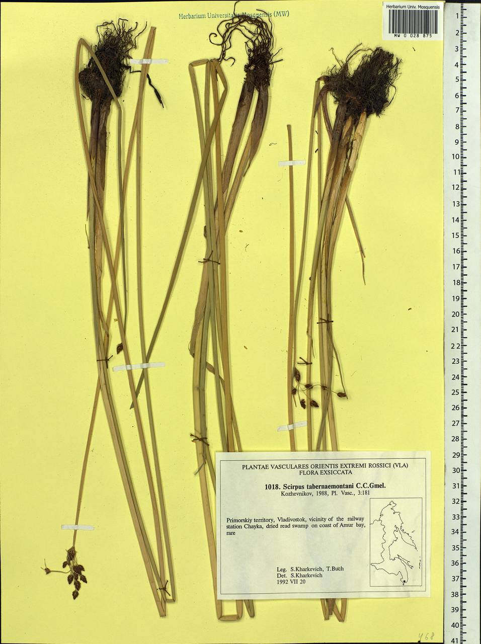 Schoenoplectus tabernaemontani (C.C.Gmel.) Palla, Siberia, Russian Far East (S6) (Russia)
