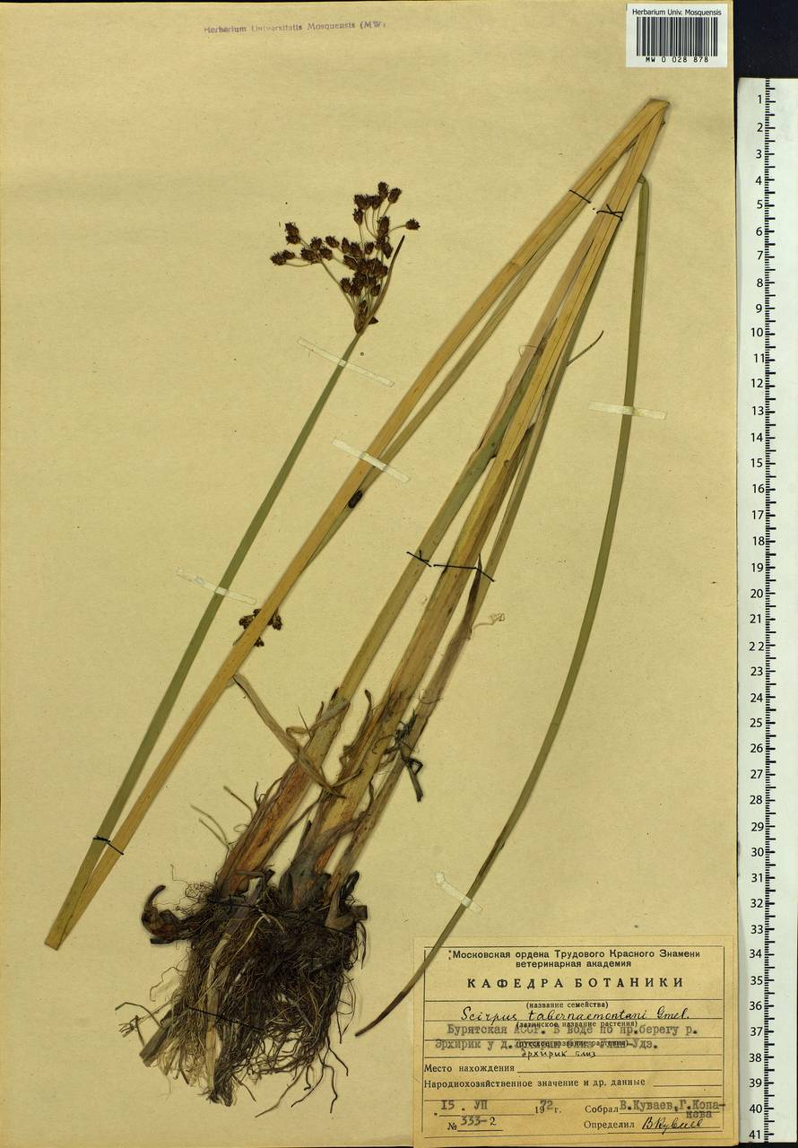 Schoenoplectus tabernaemontani (C.C.Gmel.) Palla, Siberia, Baikal & Transbaikal region (S4) (Russia)