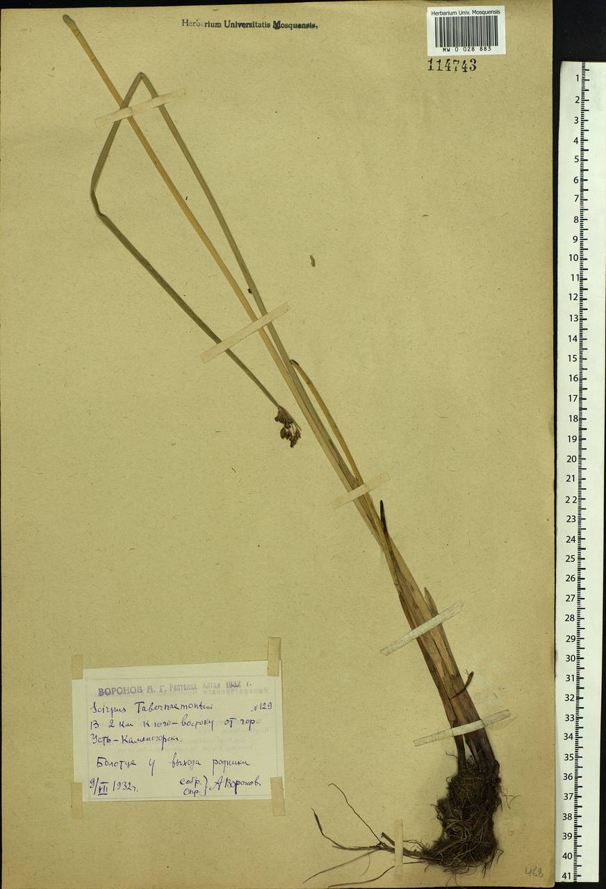 Schoenoplectus tabernaemontani (C.C.Gmel.) Palla, Siberia, Western (Kazakhstan) Altai Mountains (S2a) (Kazakhstan)