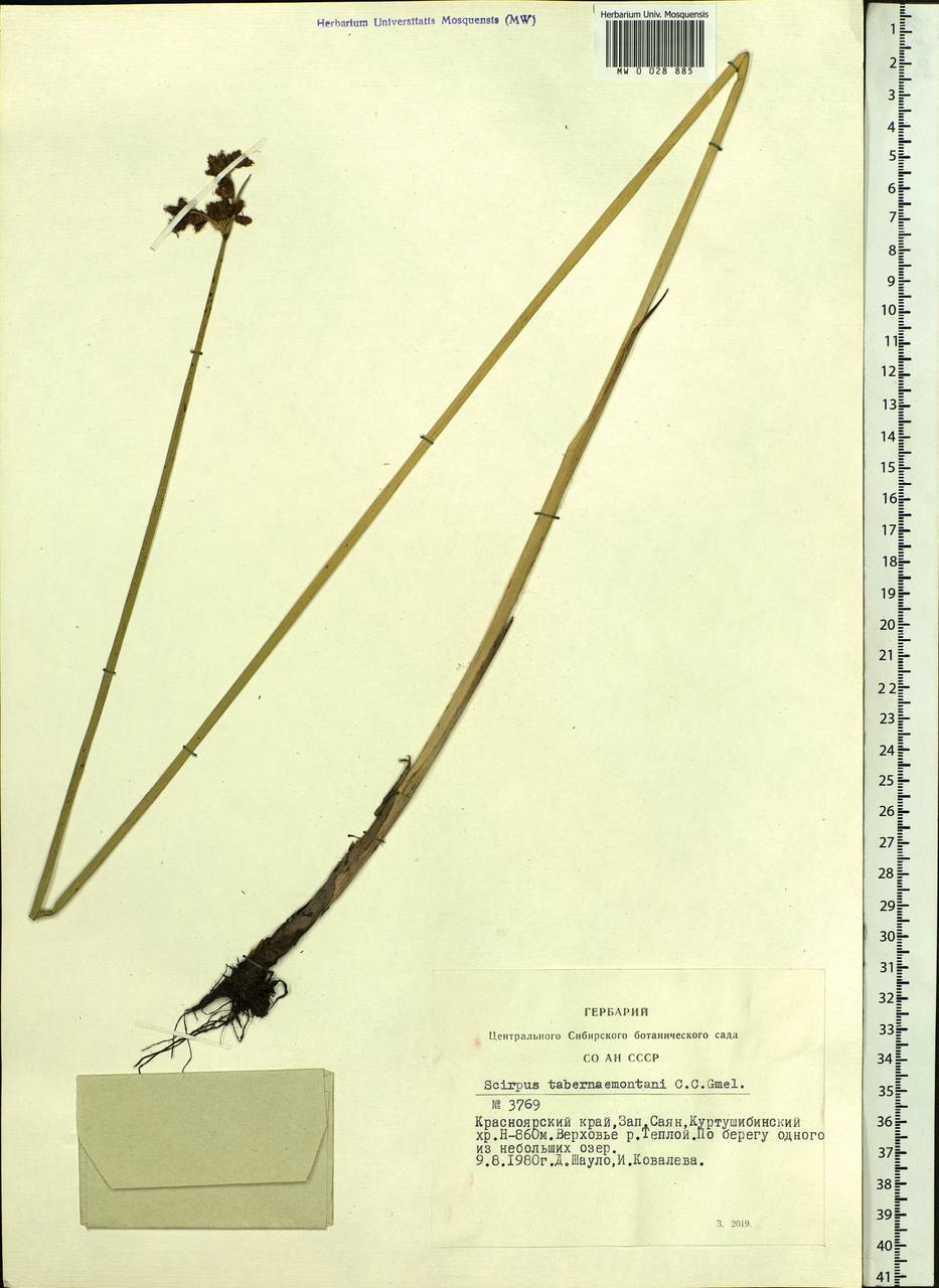 Schoenoplectus tabernaemontani (C.C.Gmel.) Palla, Siberia, Altai & Sayany Mountains (S2) (Russia)