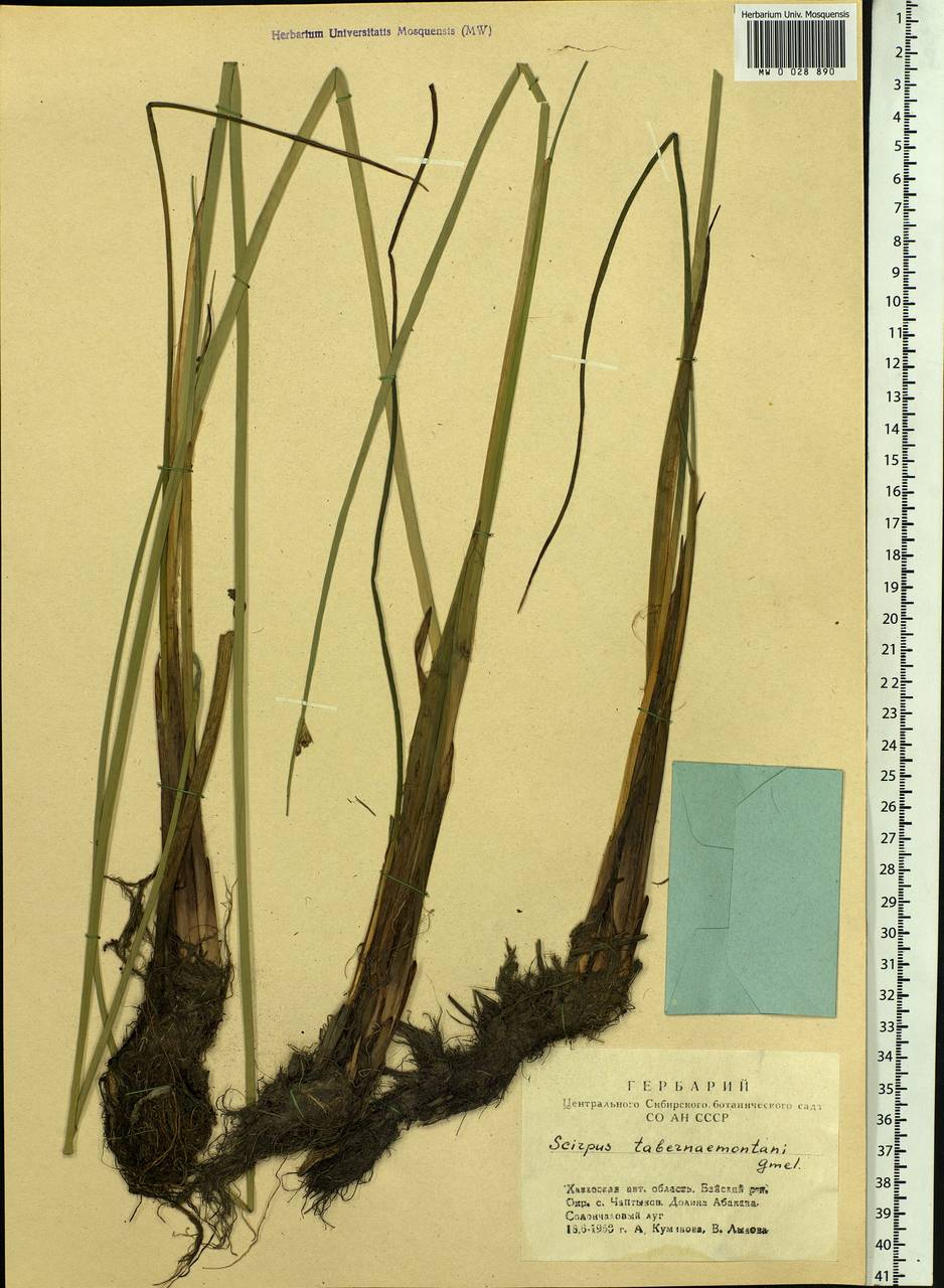 Schoenoplectus tabernaemontani (C.C.Gmel.) Palla, Siberia, Altai & Sayany Mountains (S2) (Russia)