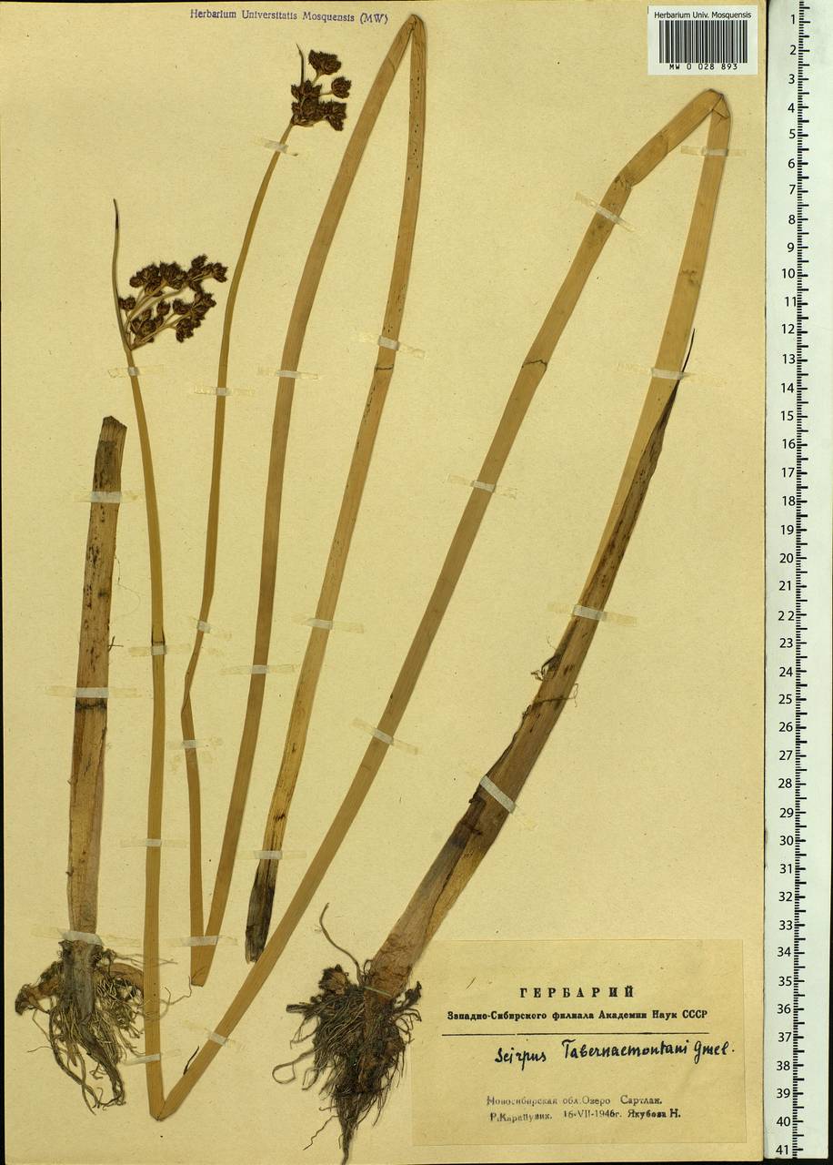 Schoenoplectus tabernaemontani (C.C.Gmel.) Palla, Siberia, Western Siberia (S1) (Russia)
