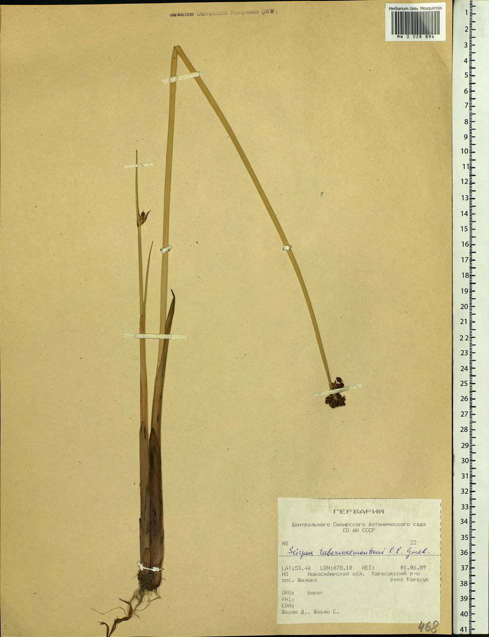 Schoenoplectus tabernaemontani (C.C.Gmel.) Palla, Siberia, Western Siberia (S1) (Russia)