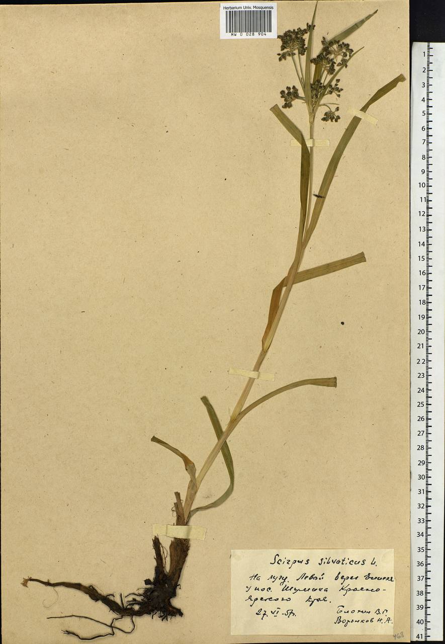Scirpus sylvaticus L., Siberia, Central Siberia (S3) (Russia)