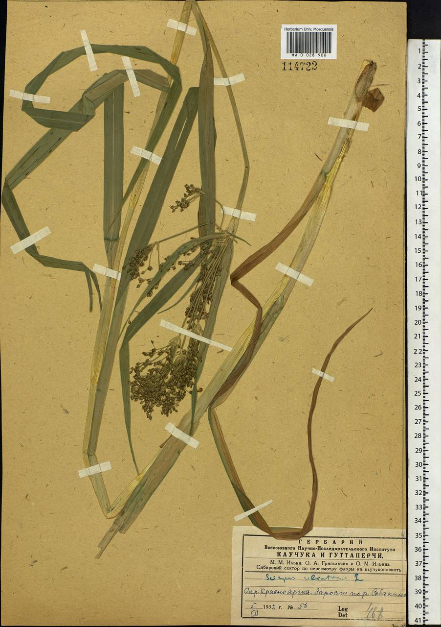 Scirpus sylvaticus L., Siberia, Central Siberia (S3) (Russia)