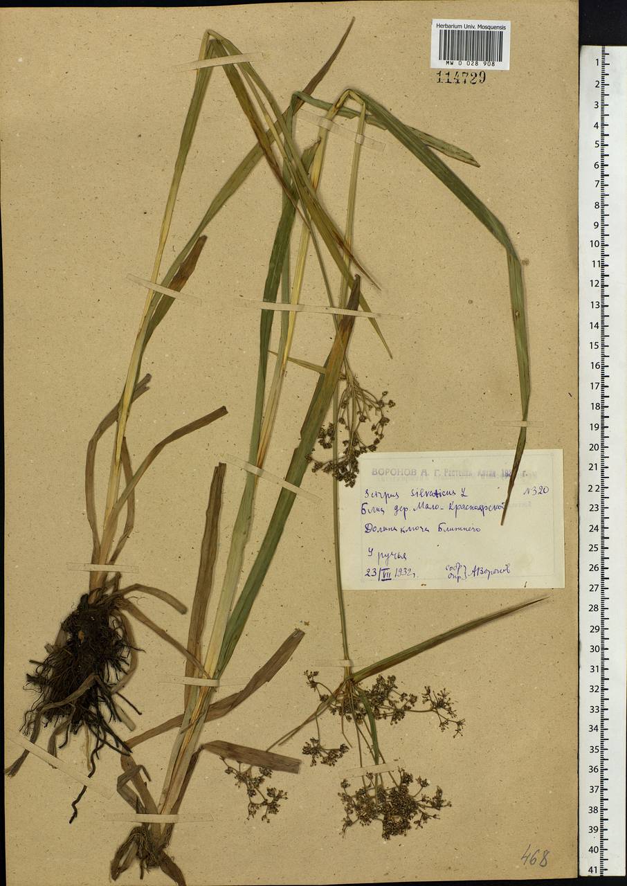 Scirpus sylvaticus L., Siberia, Western (Kazakhstan) Altai Mountains (S2a) (Kazakhstan)