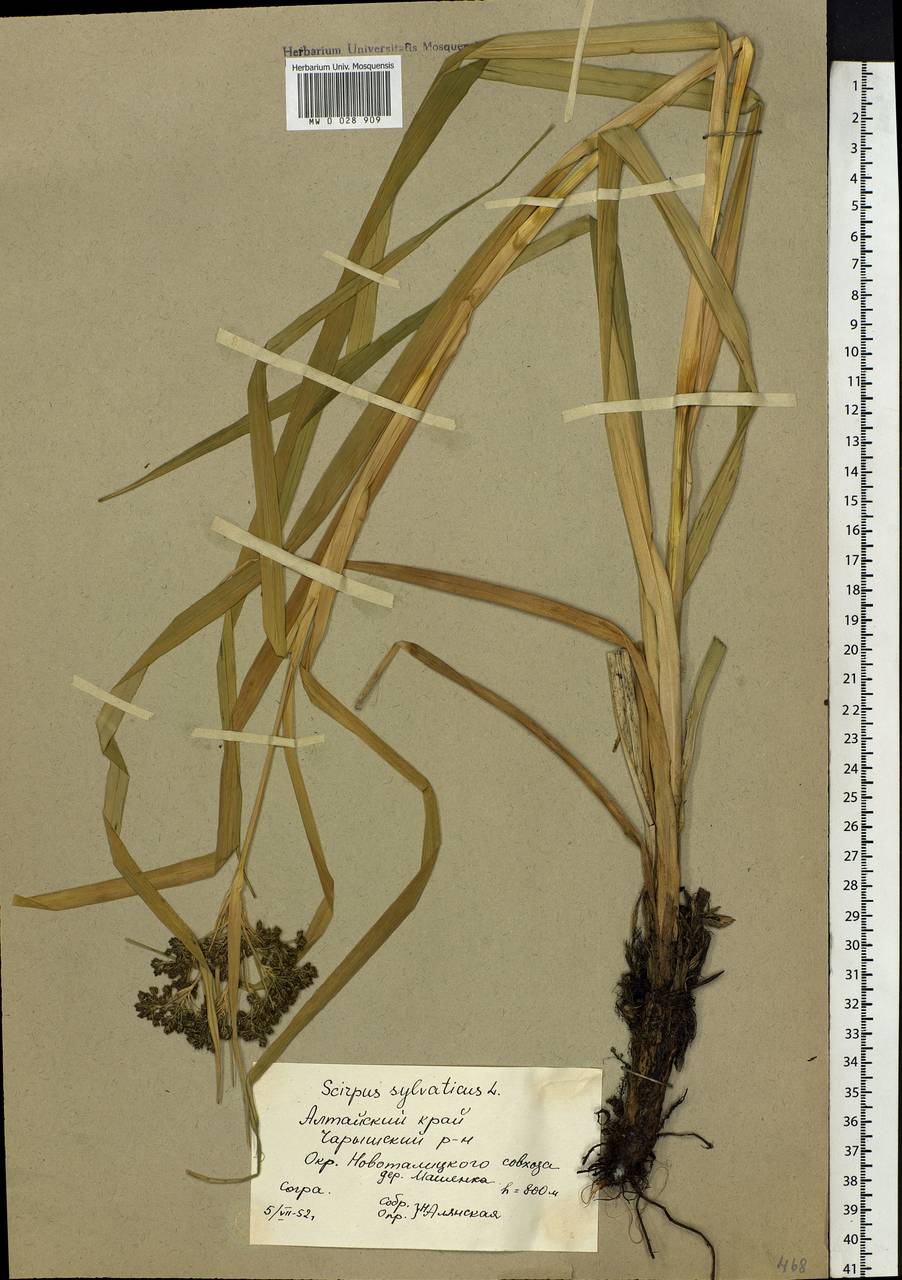 Scirpus sylvaticus L., Siberia, Altai & Sayany Mountains (S2) (Russia)