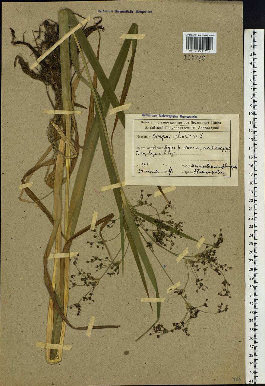 Scirpus sylvaticus L., Siberia, Altai & Sayany Mountains (S2) (Russia)