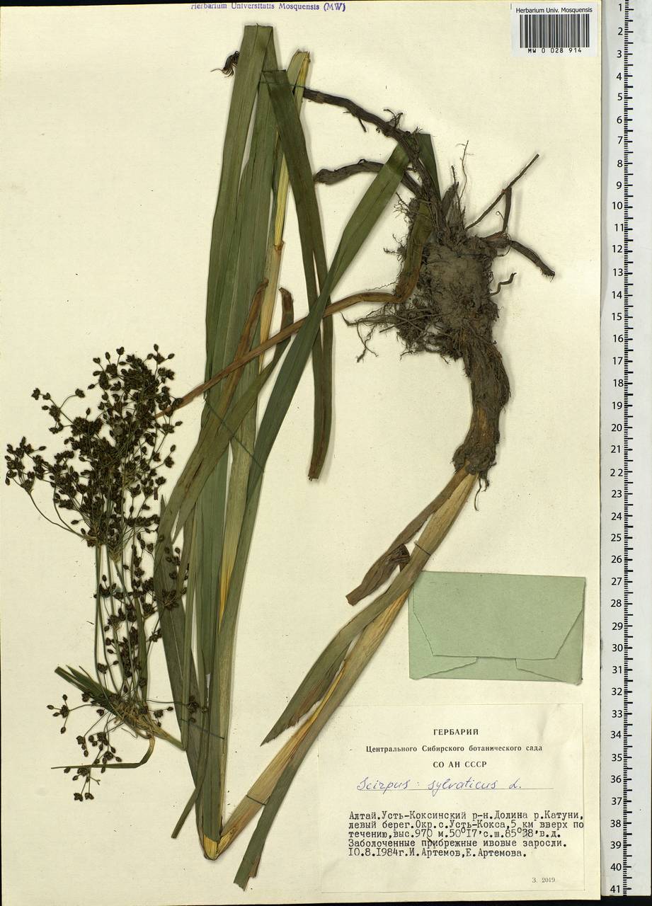 Scirpus sylvaticus L., Siberia, Altai & Sayany Mountains (S2) (Russia)