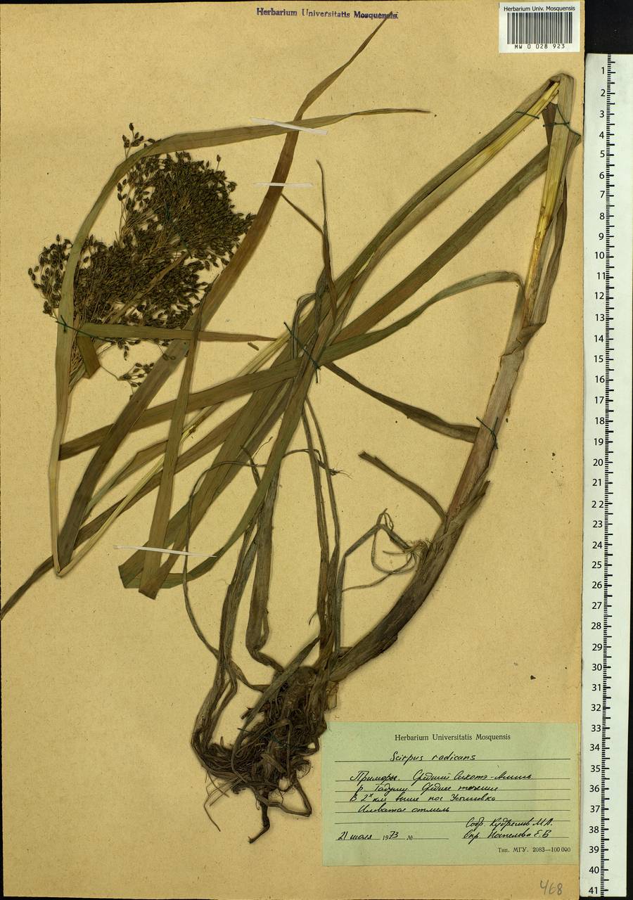 Scirpus radicans Schkuhr, Siberia, Russian Far East (S6) (Russia)