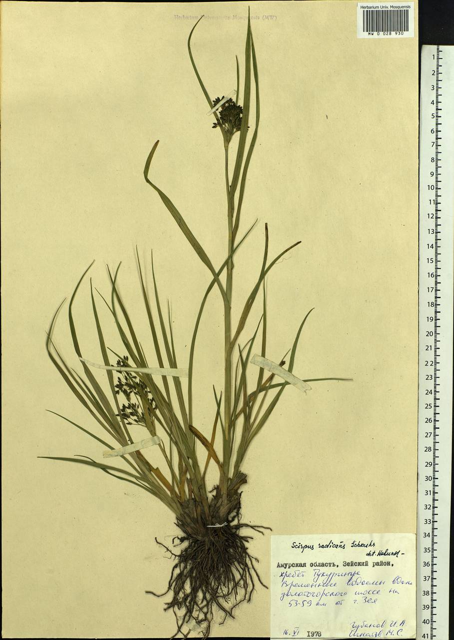 Scirpus radicans Schkuhr, Siberia, Russian Far East (S6) (Russia)