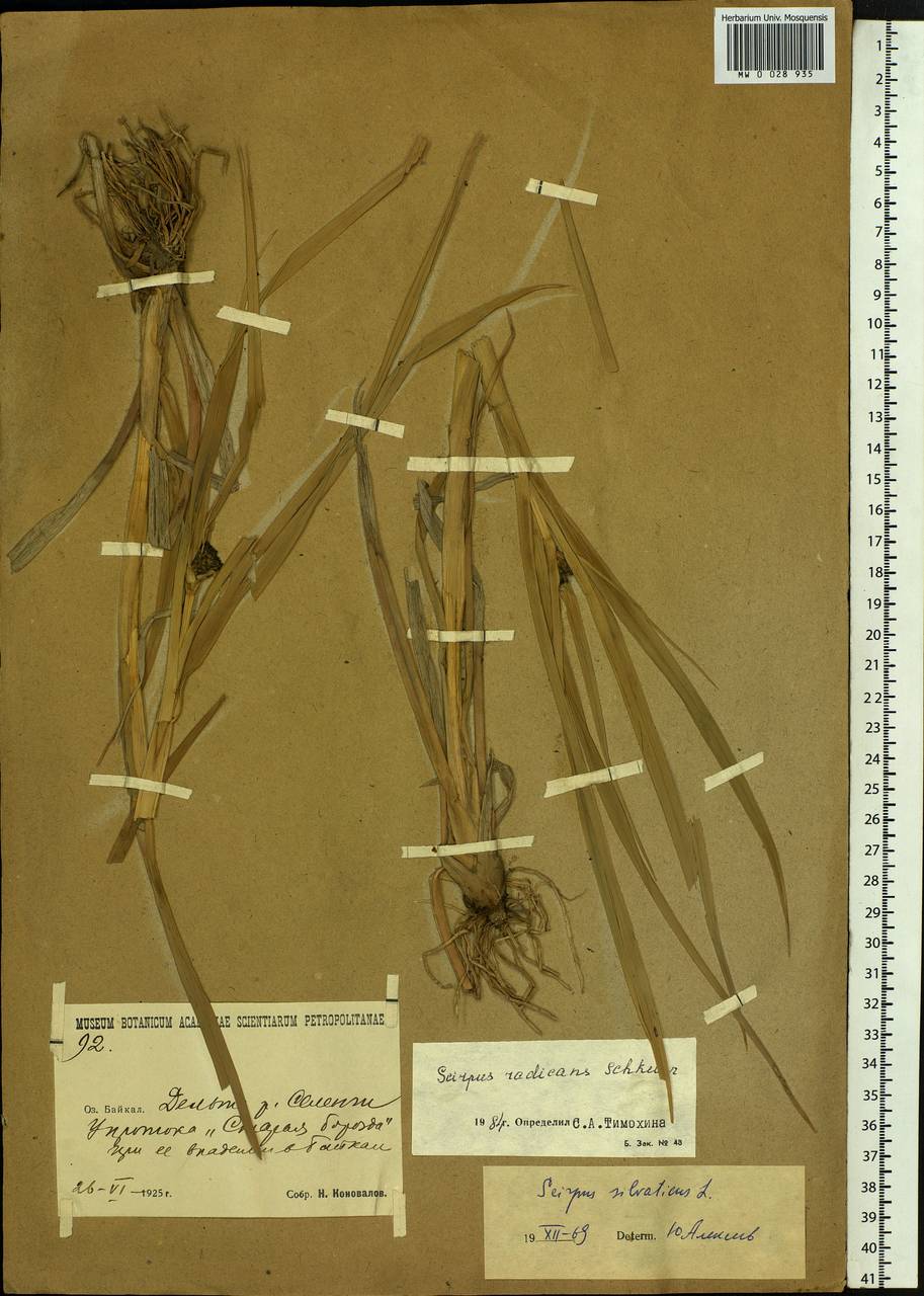 Scirpus radicans Schkuhr, Siberia, Baikal & Transbaikal region (S4) (Russia)