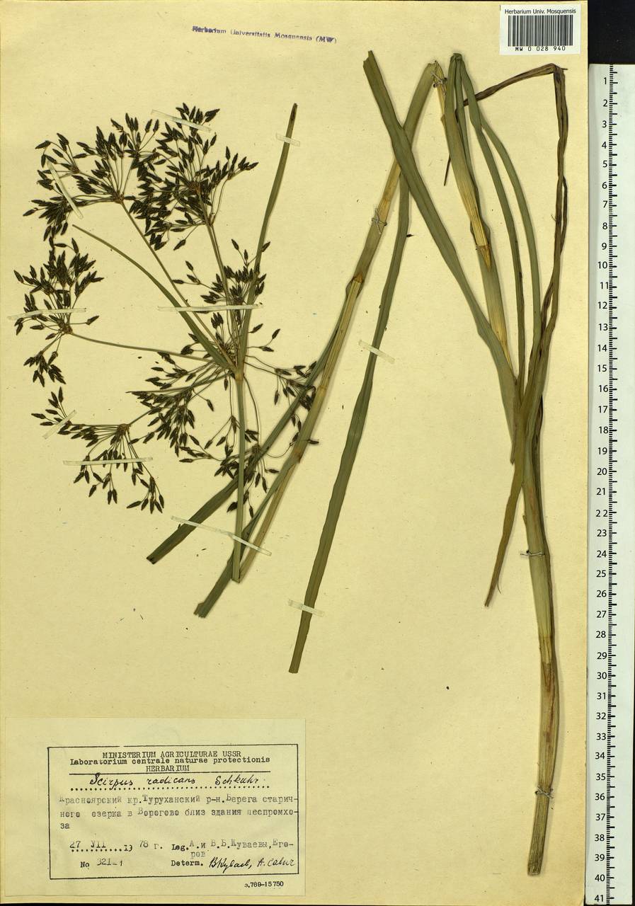 Scirpus radicans Schkuhr, Siberia, Central Siberia (S3) (Russia)