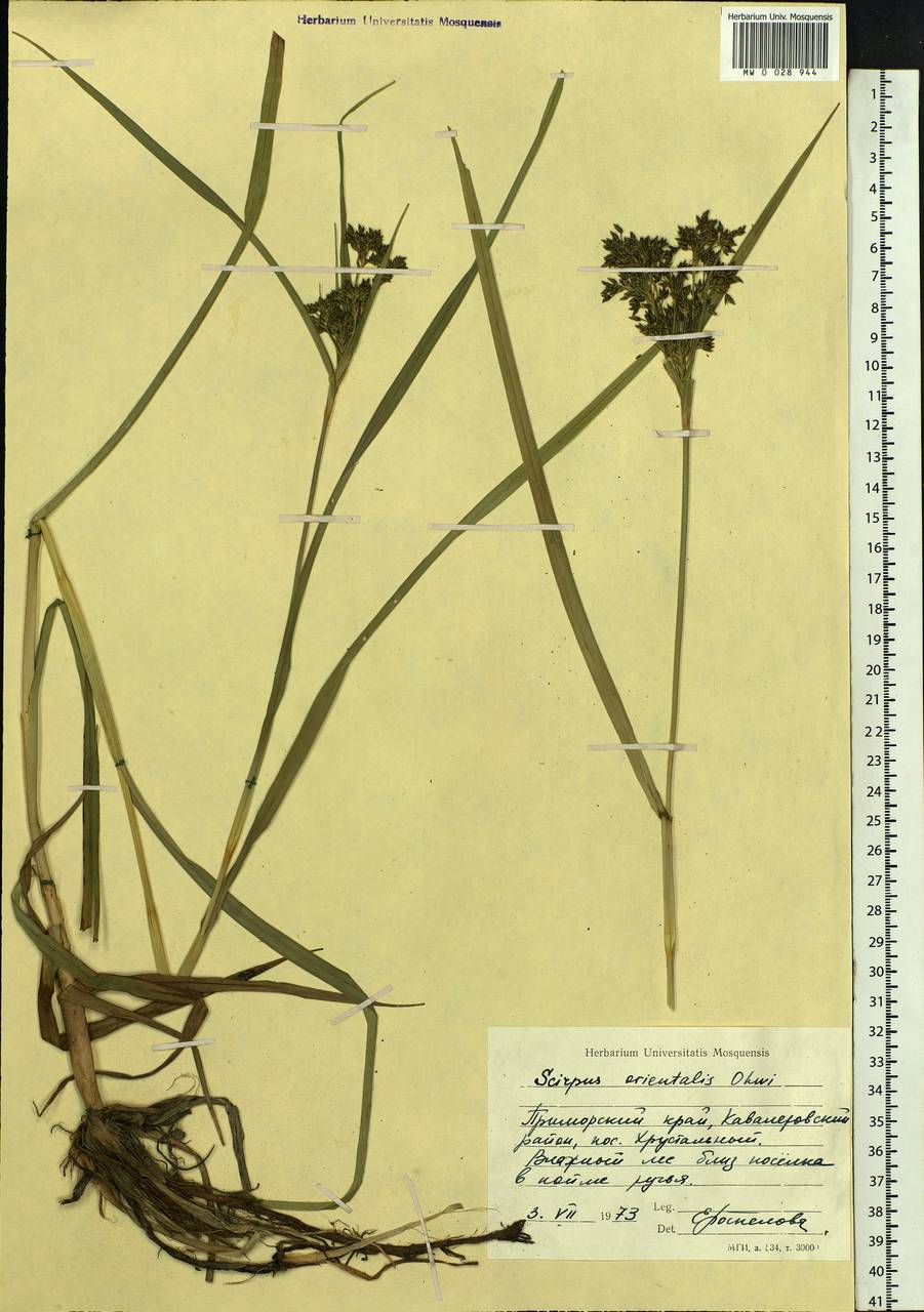 Scirpus orientalis Ohwi, Siberia, Russian Far East (S6) (Russia)