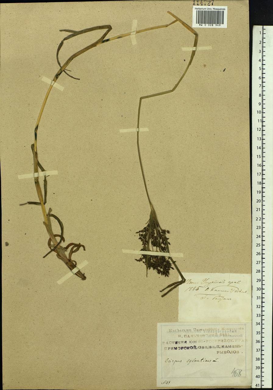 Scirpus orientalis Ohwi, Siberia, Russian Far East (S6) (Russia)