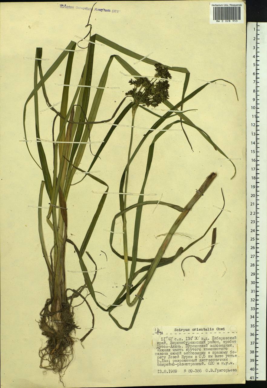 Scirpus orientalis Ohwi, Siberia, Russian Far East (S6) (Russia)