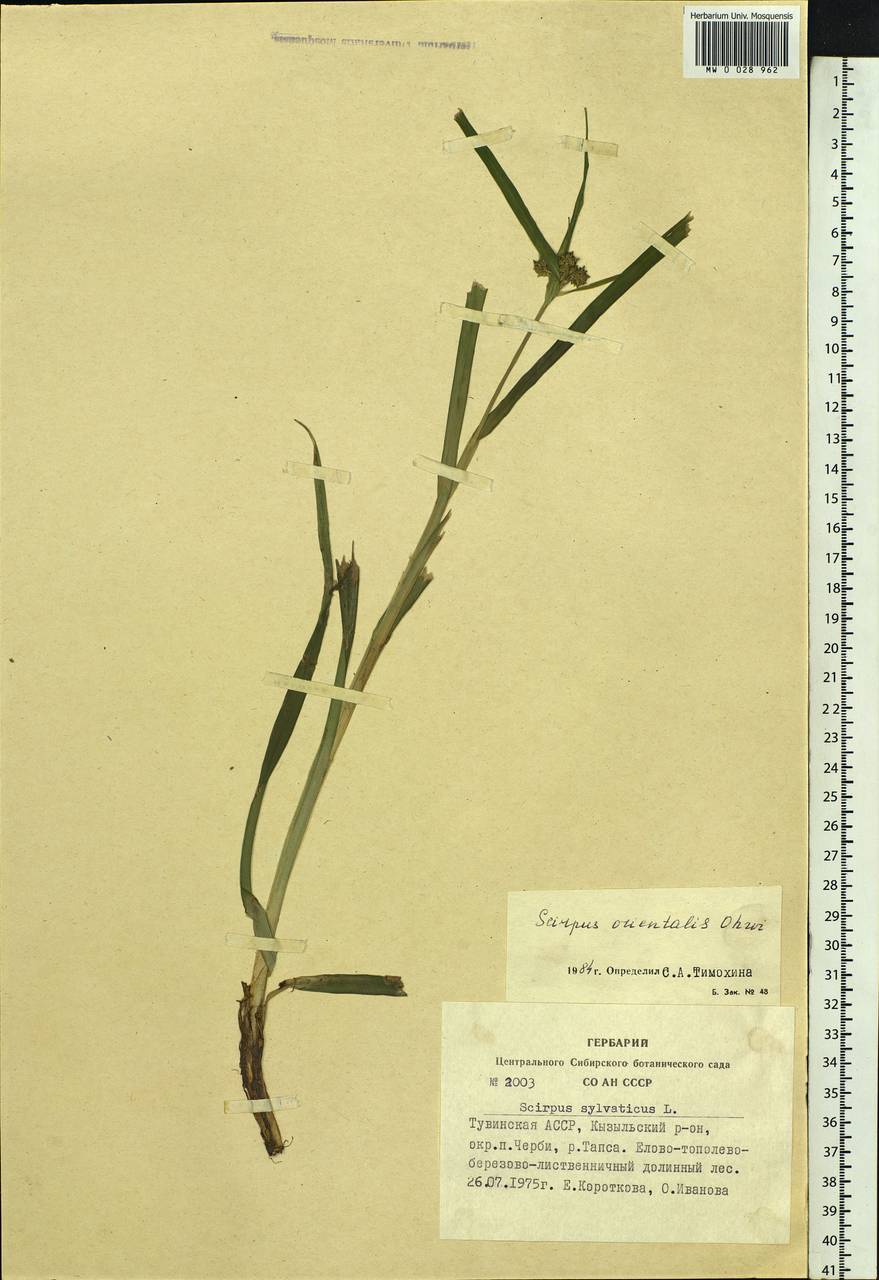Scirpus orientalis Ohwi, Siberia, Altai & Sayany Mountains (S2) (Russia)