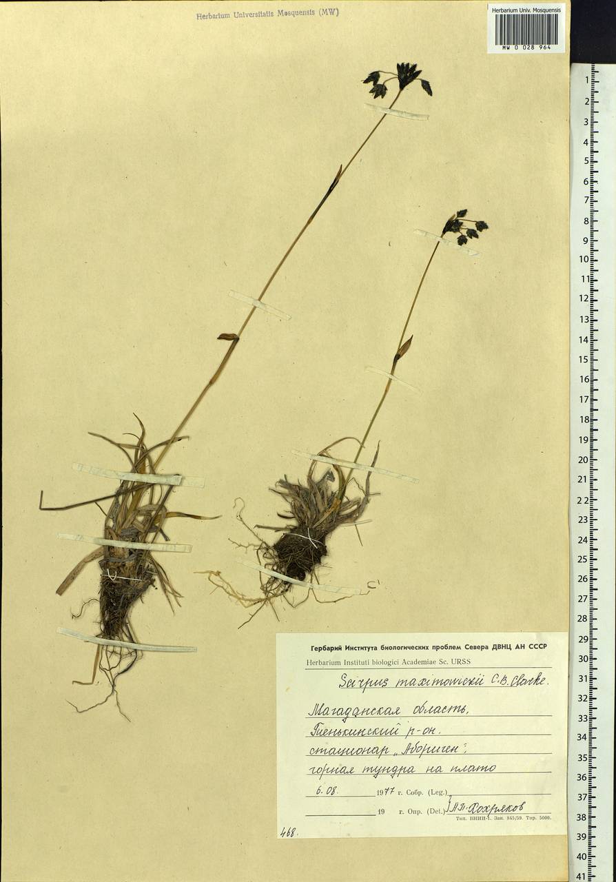 Scirpus maximowiczii C.B.Clarke, Siberia, Chukotka & Kamchatka (S7) (Russia)