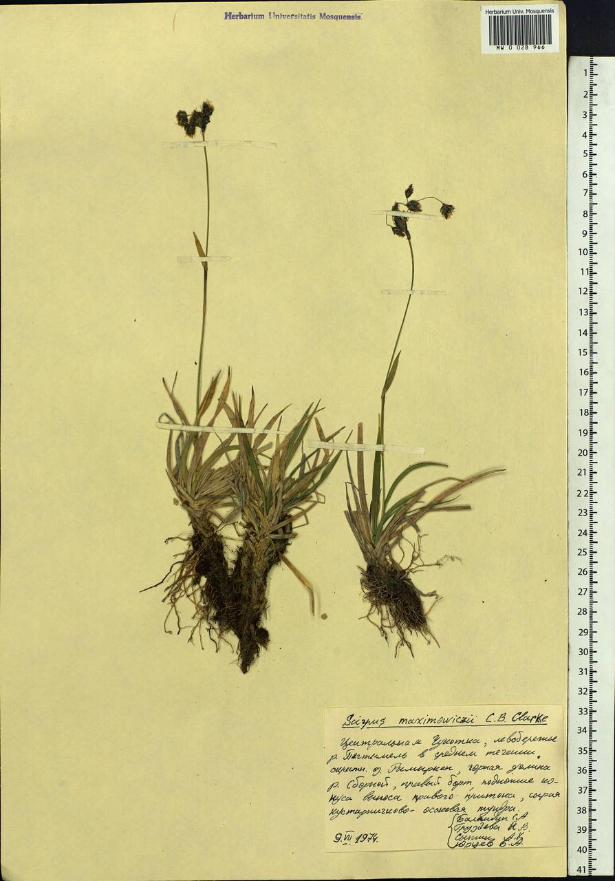Scirpus maximowiczii C.B.Clarke, Siberia, Chukotka & Kamchatka (S7) (Russia)