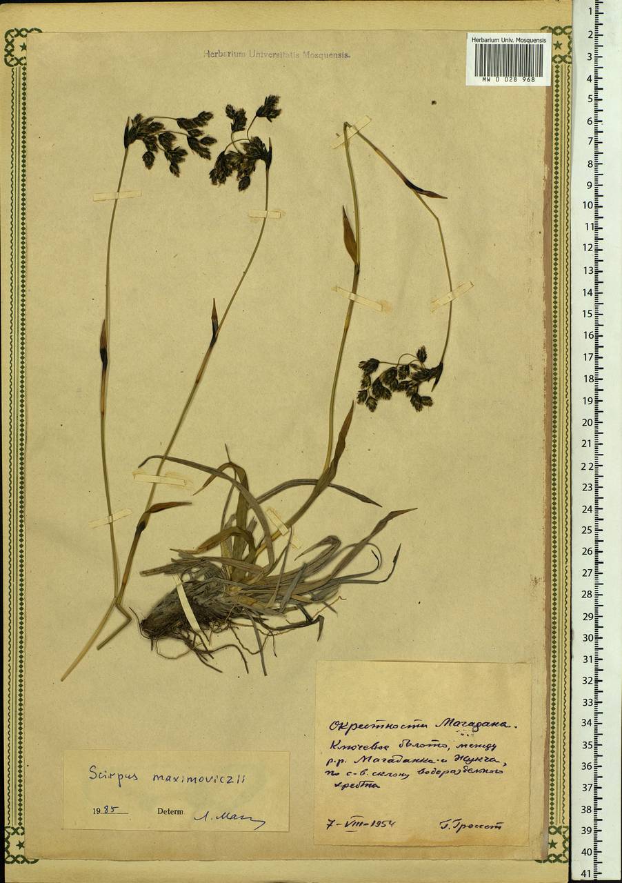 Scirpus maximowiczii C.B.Clarke, Siberia, Chukotka & Kamchatka (S7) (Russia)