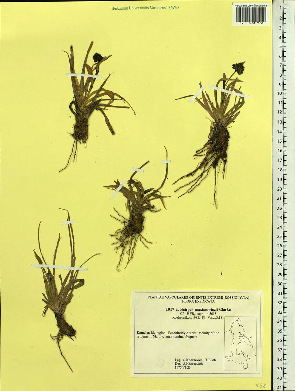 Scirpus maximowiczii C.B.Clarke, Siberia, Chukotka & Kamchatka (S7) (Russia)