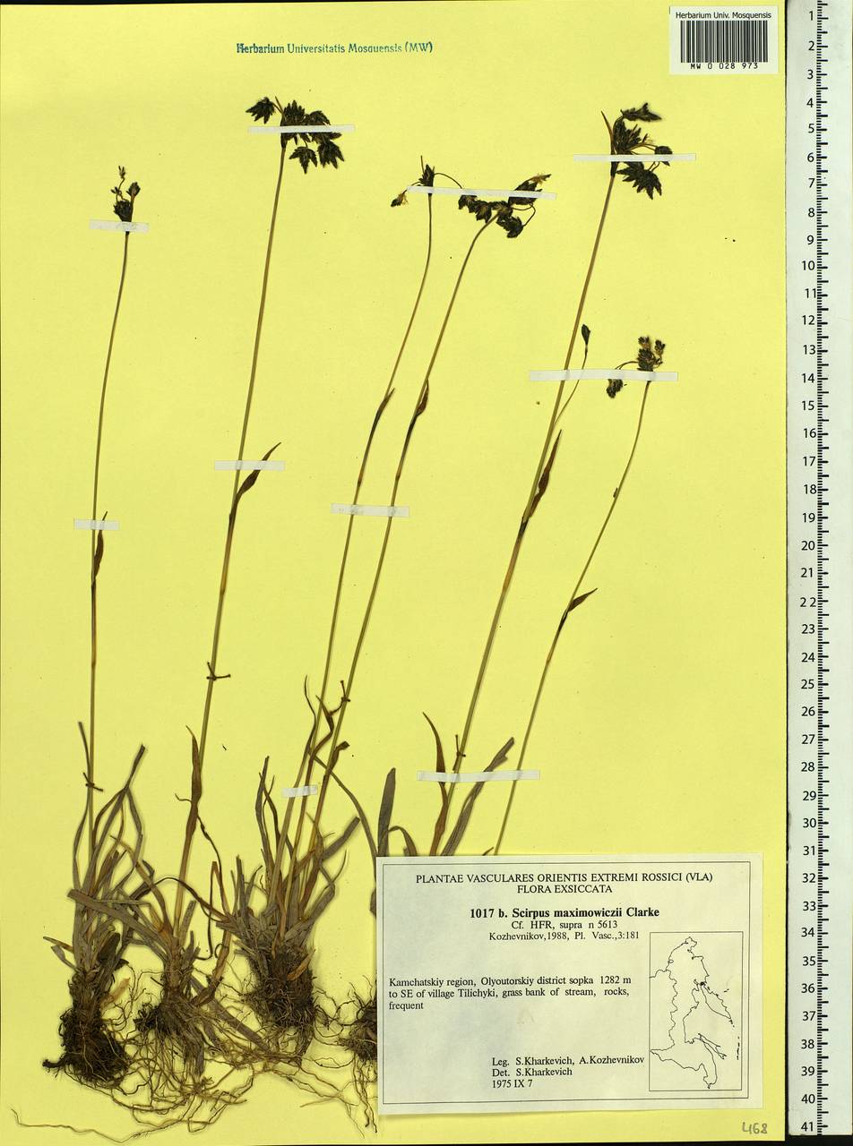 Scirpus maximowiczii C.B.Clarke, Siberia, Chukotka & Kamchatka (S7) (Russia)