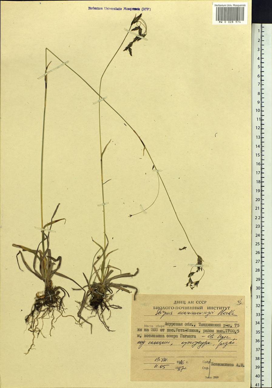 Scirpus maximowiczii C.B.Clarke, Siberia, Russian Far East (S6) (Russia)