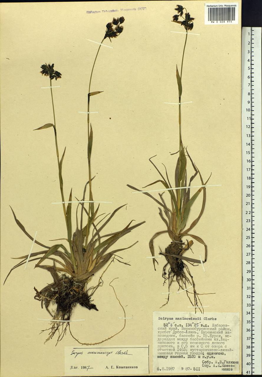 Scirpus maximowiczii C.B.Clarke, Siberia, Russian Far East (S6) (Russia)