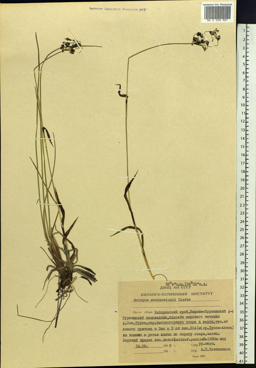 Scirpus maximowiczii C.B.Clarke, Siberia, Russian Far East (S6) (Russia)