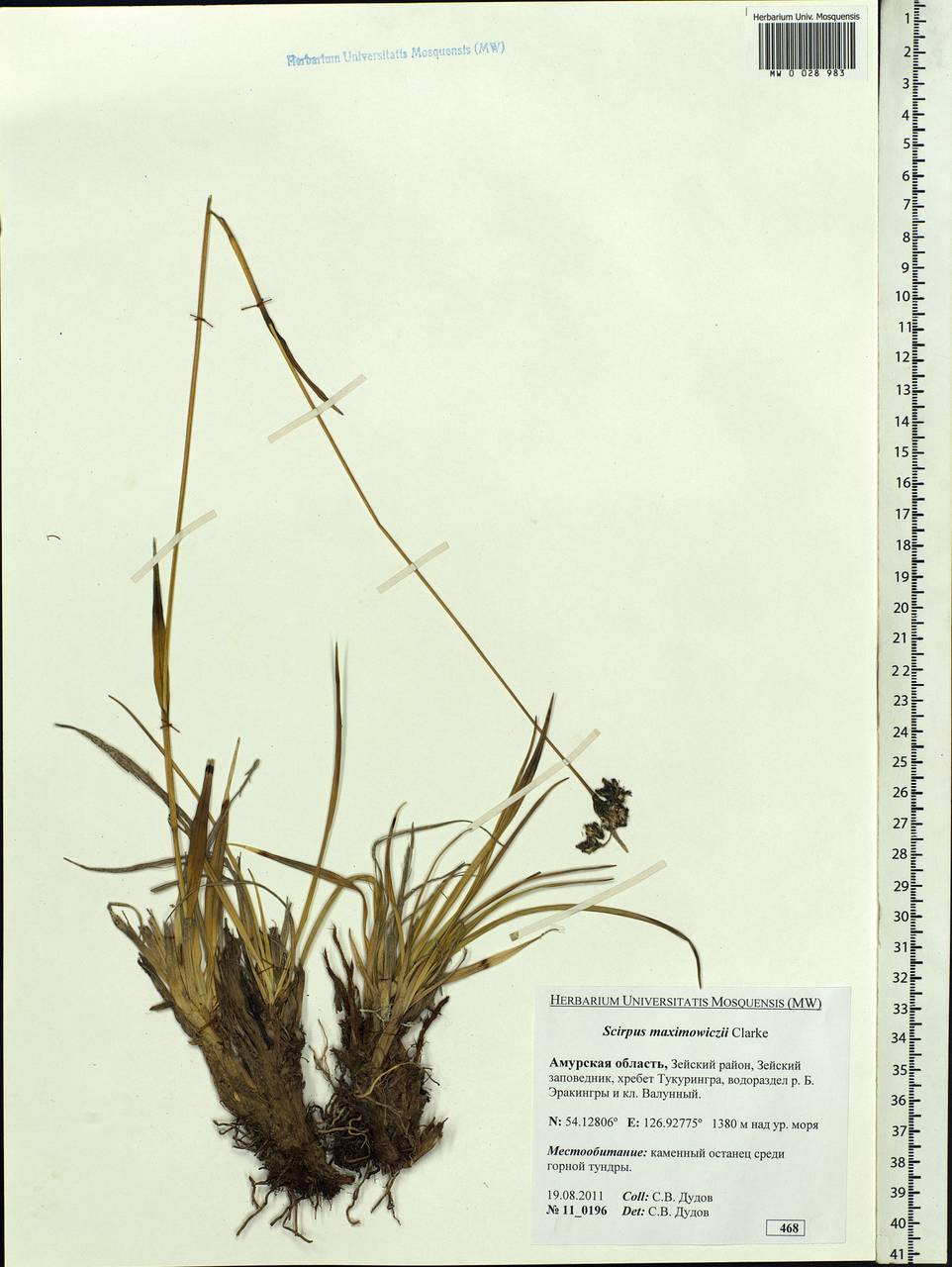 Scirpus maximowiczii C.B.Clarke, Siberia, Russian Far East (S6) (Russia)