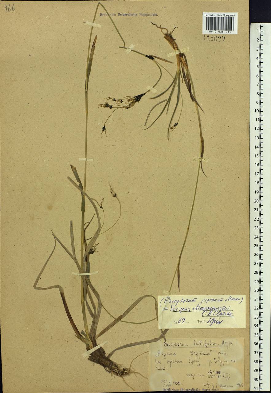 Scirpus maximowiczii C.B.Clarke, Siberia, Yakutia (S5) (Russia)