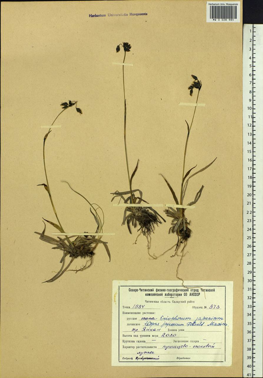 Scirpus maximowiczii C.B.Clarke, Siberia, Baikal & Transbaikal region (S4) (Russia)