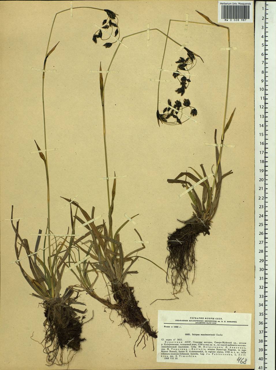 Scirpus maximowiczii C.B.Clarke, Siberia, Baikal & Transbaikal region (S4) (Russia)