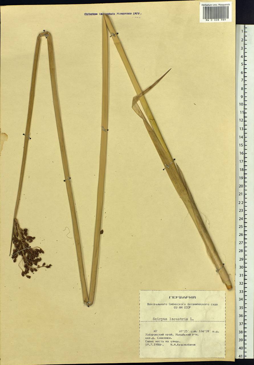 Schoenoplectus lacustris (L.) Palla, Siberia, Russian Far East (S6) (Russia)