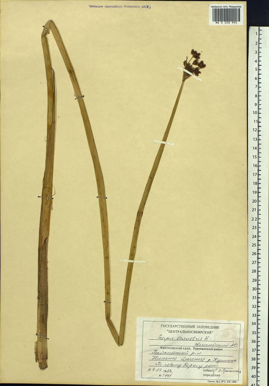 Schoenoplectus lacustris (L.) Palla, Siberia, Central Siberia (S3) (Russia)