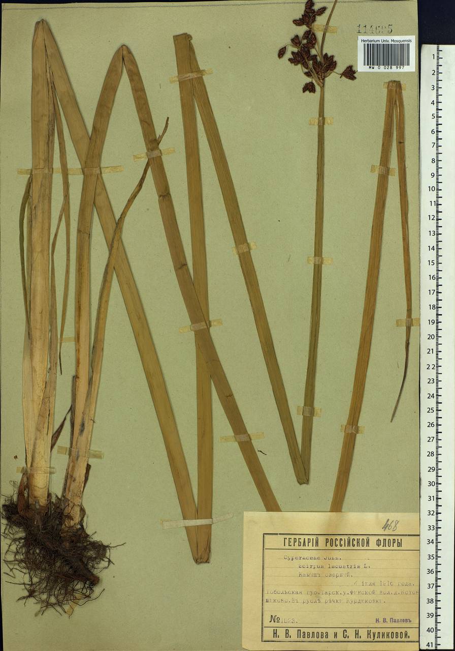 Schoenoplectus lacustris (L.) Palla, Siberia, Western Siberia (S1) (Russia)