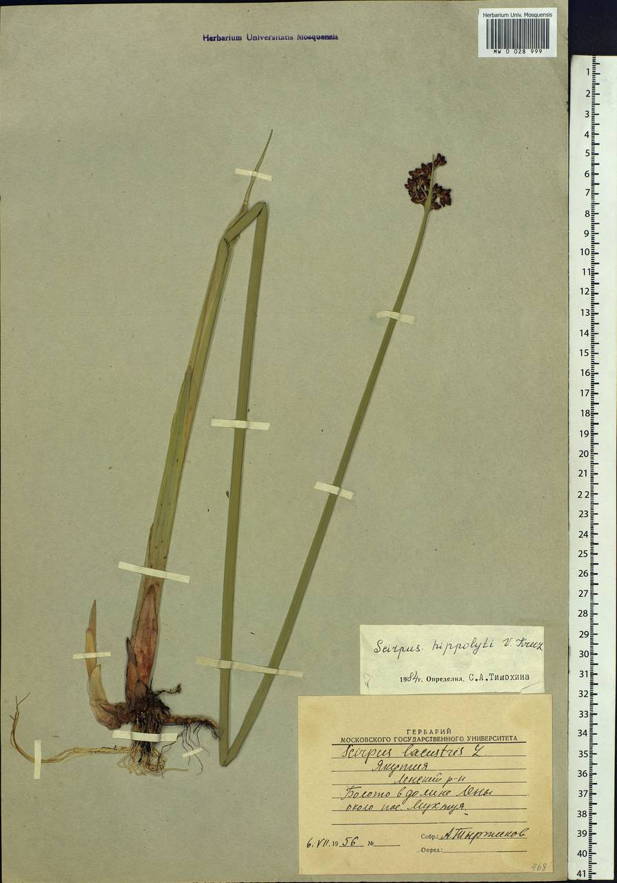Schoenoplectus lacustris subsp. hippolyti (V.I.Krecz.) Kukkonen, Siberia, Yakutia (S5) (Russia)