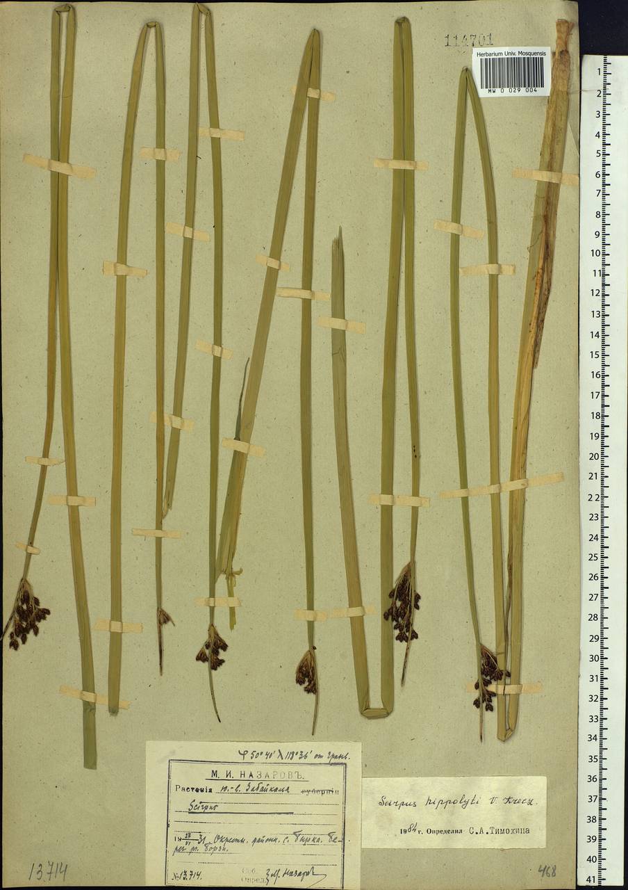 Schoenoplectus lacustris subsp. hippolyti (V.I.Krecz.) Kukkonen, Siberia, Baikal & Transbaikal region (S4) (Russia)