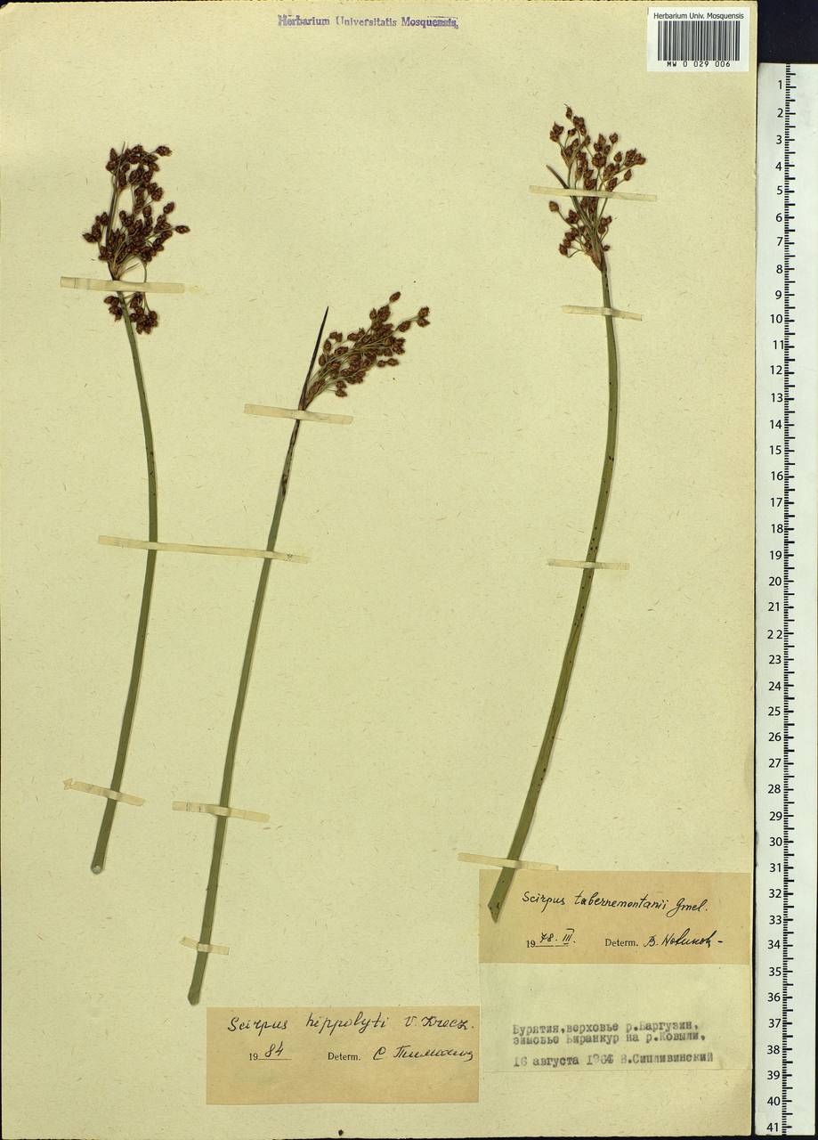 Schoenoplectus lacustris subsp. hippolyti (V.I.Krecz.) Kukkonen, Siberia, Baikal & Transbaikal region (S4) (Russia)