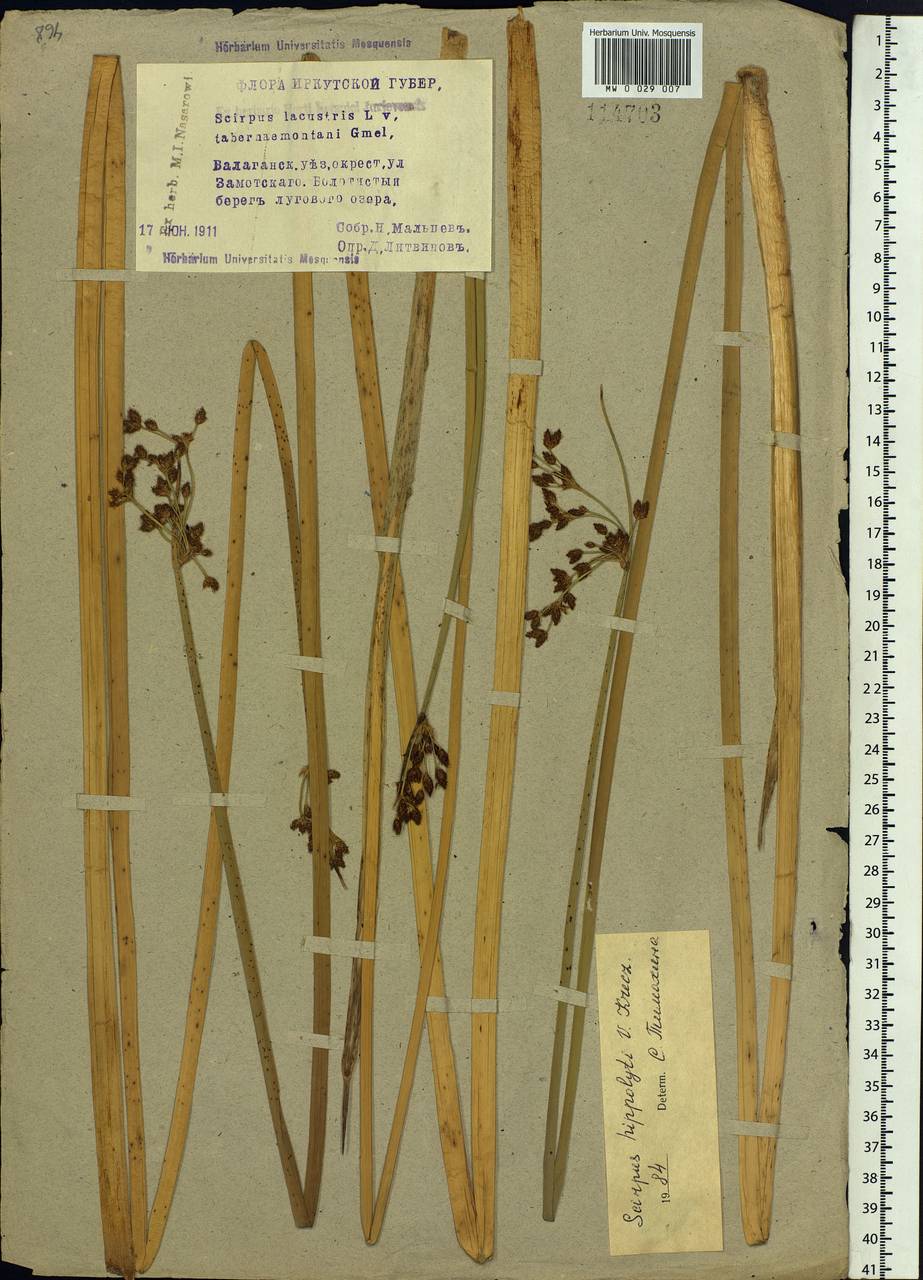 Schoenoplectus lacustris subsp. hippolyti (V.I.Krecz.) Kukkonen, Siberia, Baikal & Transbaikal region (S4) (Russia)