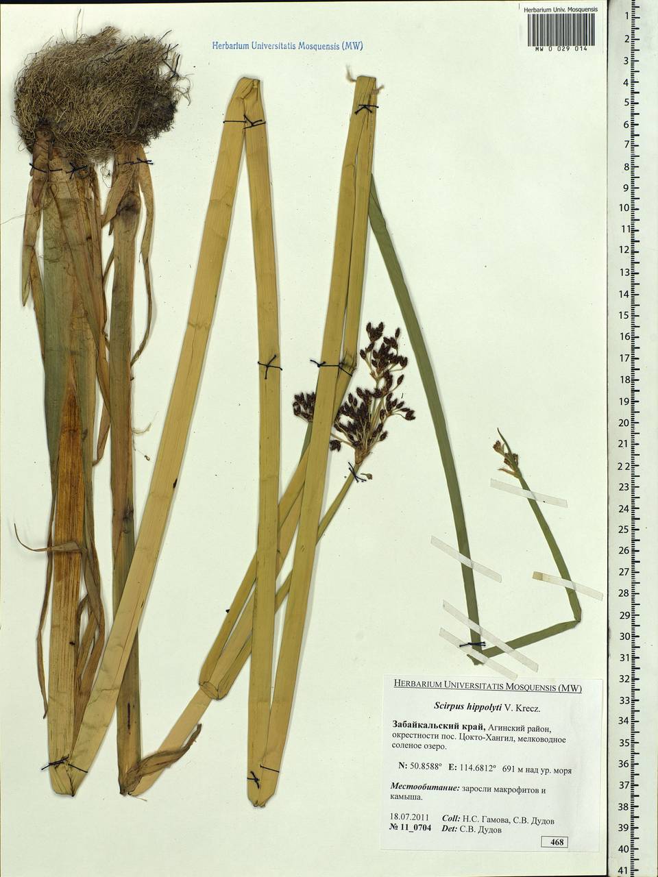 Schoenoplectus lacustris subsp. hippolyti (V.I.Krecz.) Kukkonen, Siberia, Baikal & Transbaikal region (S4) (Russia)