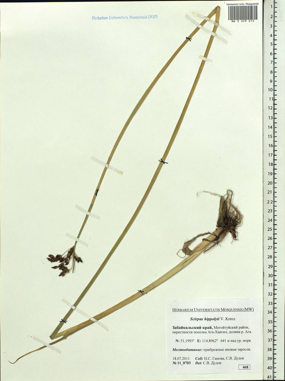 Schoenoplectus lacustris subsp. hippolyti (V.I.Krecz.) Kukkonen, Siberia, Baikal & Transbaikal region (S4) (Russia)