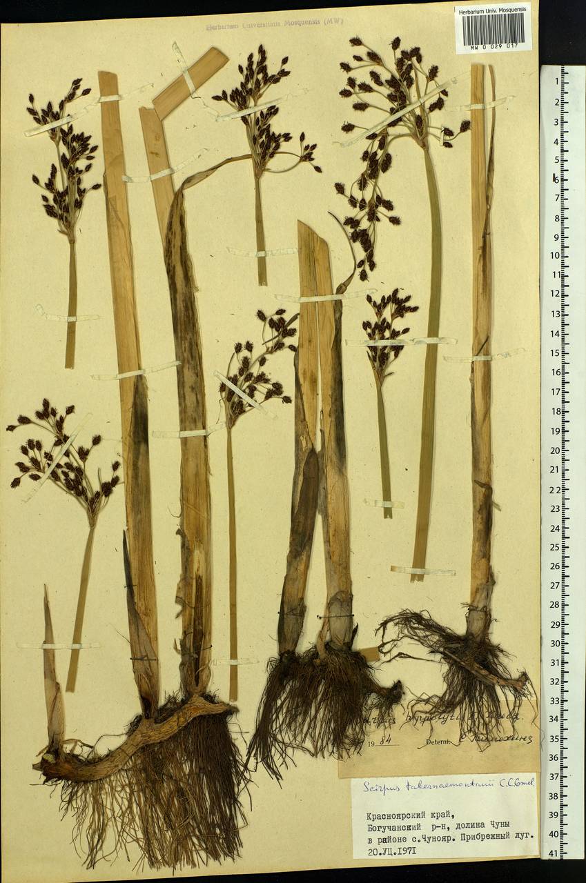 Schoenoplectus lacustris subsp. hippolyti (V.I.Krecz.) Kukkonen, Siberia, Central Siberia (S3) (Russia)