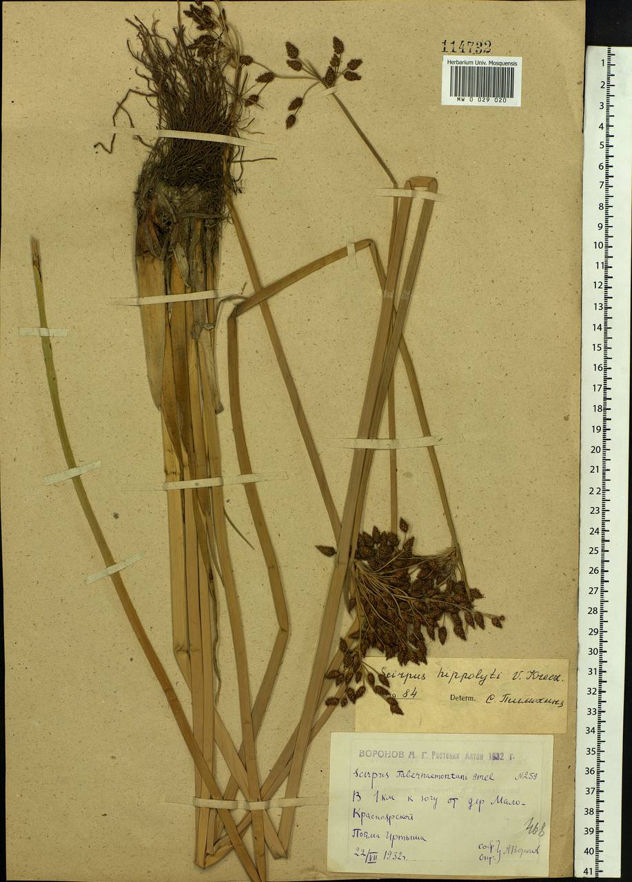 Schoenoplectus lacustris subsp. hippolyti (V.I.Krecz.) Kukkonen, Siberia, Western (Kazakhstan) Altai Mountains (S2a) (Kazakhstan)