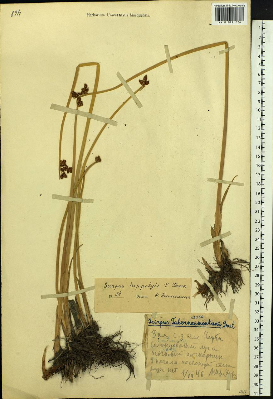 Schoenoplectus lacustris subsp. hippolyti (V.I.Krecz.) Kukkonen, Siberia, Altai & Sayany Mountains (S2) (Russia)
