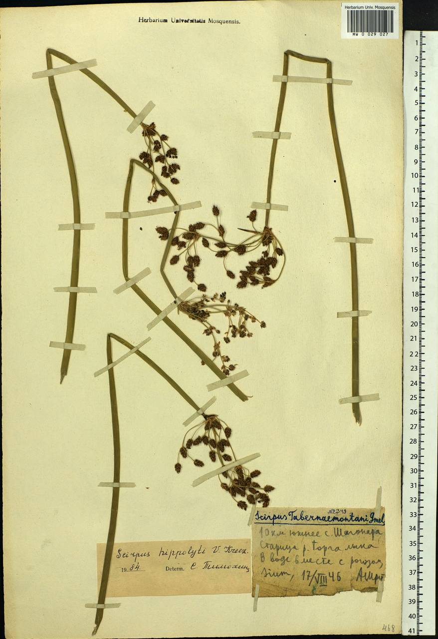 Schoenoplectus lacustris subsp. hippolyti (V.I.Krecz.) Kukkonen, Siberia, Altai & Sayany Mountains (S2) (Russia)